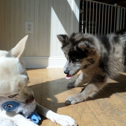 Meet Dany, a 9 week old Pomsky (Pomeranian-Husky Cross) who enjoys looking adorable while causing tr