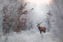 megarah-moon:“Faerie Winter” by Nicolas Le Boulanger  