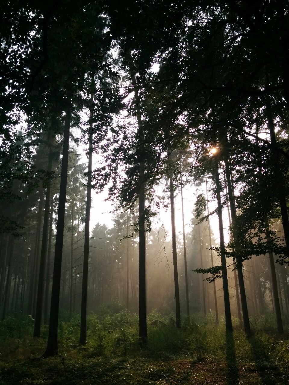wiitch-craft:  philipwernerfoto:  After the rain. Forest in Risen, Hamburg, where