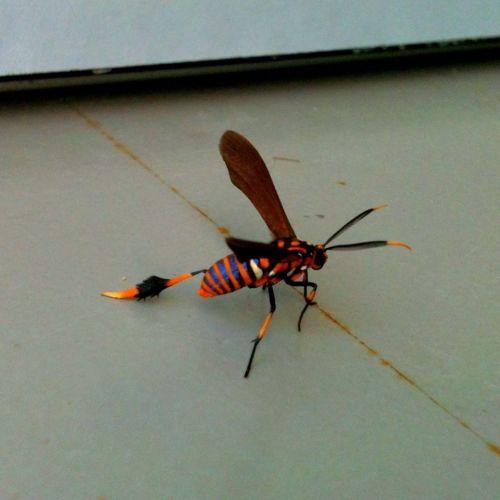 quillusquillus: rhamphotheca: This Texas Wasp Moth, Horama panthalon, in Northeastern Mexico, just l