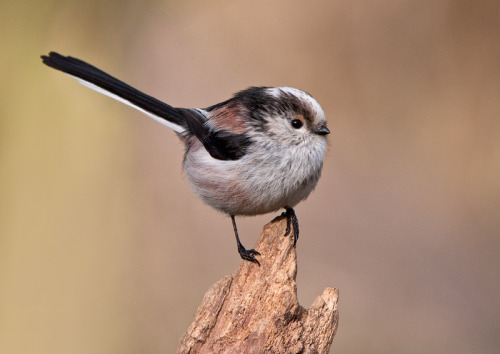 fairy-wren:  Long Tailed Tit 