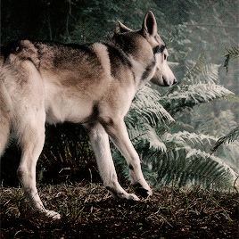 1c9815361ab5635209fc5e9e23c5fb34728eb7f2.gif