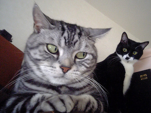 me when I’m on the computer and someone is hovering.