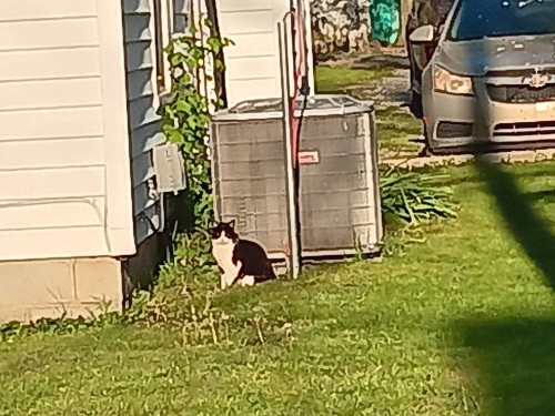 Neighborhood Cats (II)
