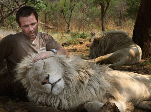 jswander:prokopetz:thecrazydusclopslady:aph-haywood:skypestripper:weloveshortvideos:Hello big boy!ok but honestly? how does this lion not maul the fuck out of him. Lions are huge kittensHe’s probably been with these lions for quite a while. The grunting