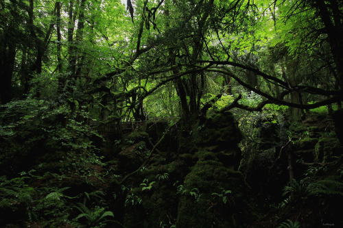 garettphotography:Eternal Moss | GarettPhotography