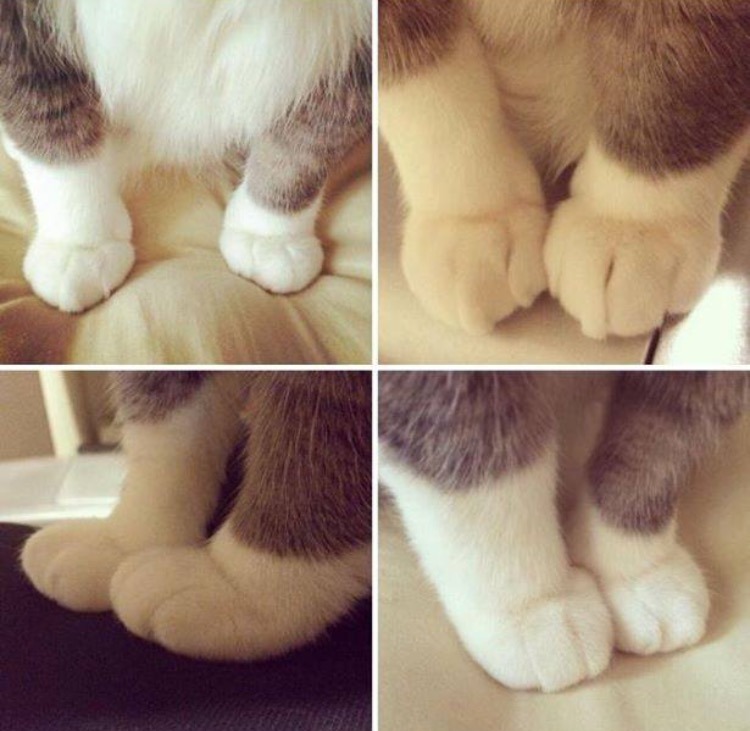 awwww-cute:  When ever you’re sad, this will make you smile. (Source: http://ift.tt/1UgM6Fu)