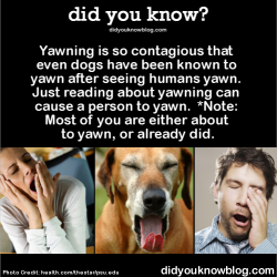 did-you-kno:  Yawning is so contagious that