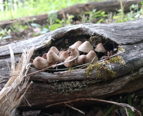 Mushroom Nest . . . #blacksmithing #ideasfromnature #littlebrownmushroom #mycology #fungi #decay #mu