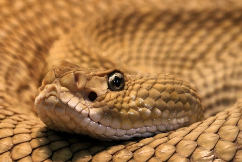 rattlesnake by True_Bavarian on Flickr.More Animals here.