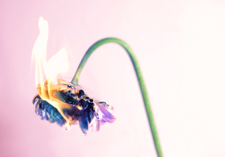 anthony-samaniego:  gerbera tearsinstagram  