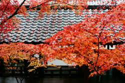 fuckyeahjapanandkorea:  永観堂 Eikando,Kyoto