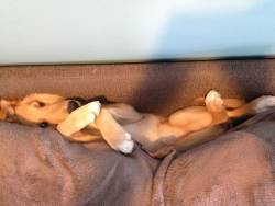 awwww-cute:  Couldn’t find my dog anywhere until I noticed that there was something wrong with the couch 