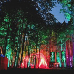 virtuousvanity:  Electric forest