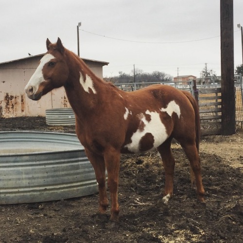 unnatural-horsemanship:Starbuck, my favorite little dude.