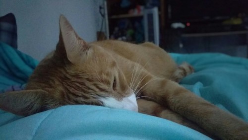 deviantdreamr:Kitties are always cutest when they’re sleeping.