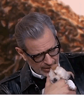 londoncallingsigh:  Jeff Goldblum with sleeping pupper (The Video)
