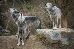 Lonestray:by  Dean Buchholz Hanging Out With Friends Like Awooooooooooooo!