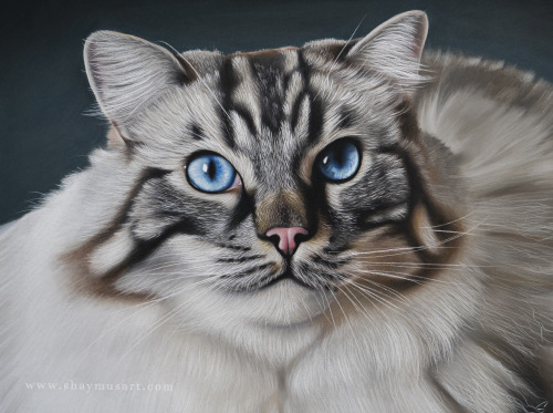 shaymusart: Process of my latest animal drawing, a commission for a lovely client with a cat who has