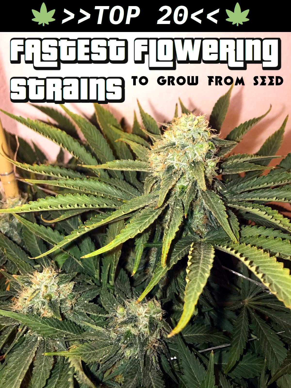 Mold Resistant Strains Official — 🏁 20 FASTEST Flowering Strains to ...