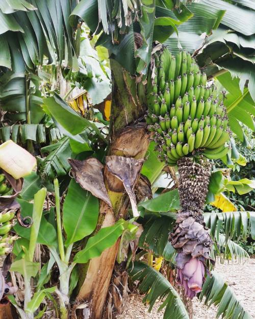 sabrofaseapearll:  Went to the Jungle ❤ #thisdaywillnotbeforgotten#Igotlost#ateunripebananas#rainfor