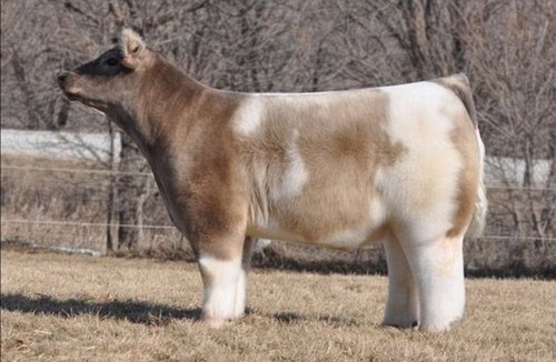 there-was-no-other-sound:  rnultiplayer:  wanna know what a cow looks like washed and blow dried?  that is what a cow looks like washed and blow dried  FLUFFY MILK HORSE 