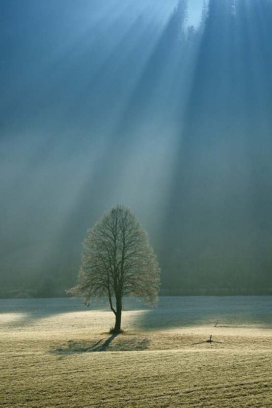 A Nature Blog