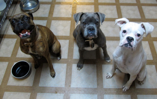 rescuepetsareawesome:  This is Layla, Harley, and Lucy. They are 3 of the 6 boxers in our extended family (5 of those are rescues). Layla’s original mom and dad had to give up their house and fenced in yard after some hard financial times. Knowing Layla