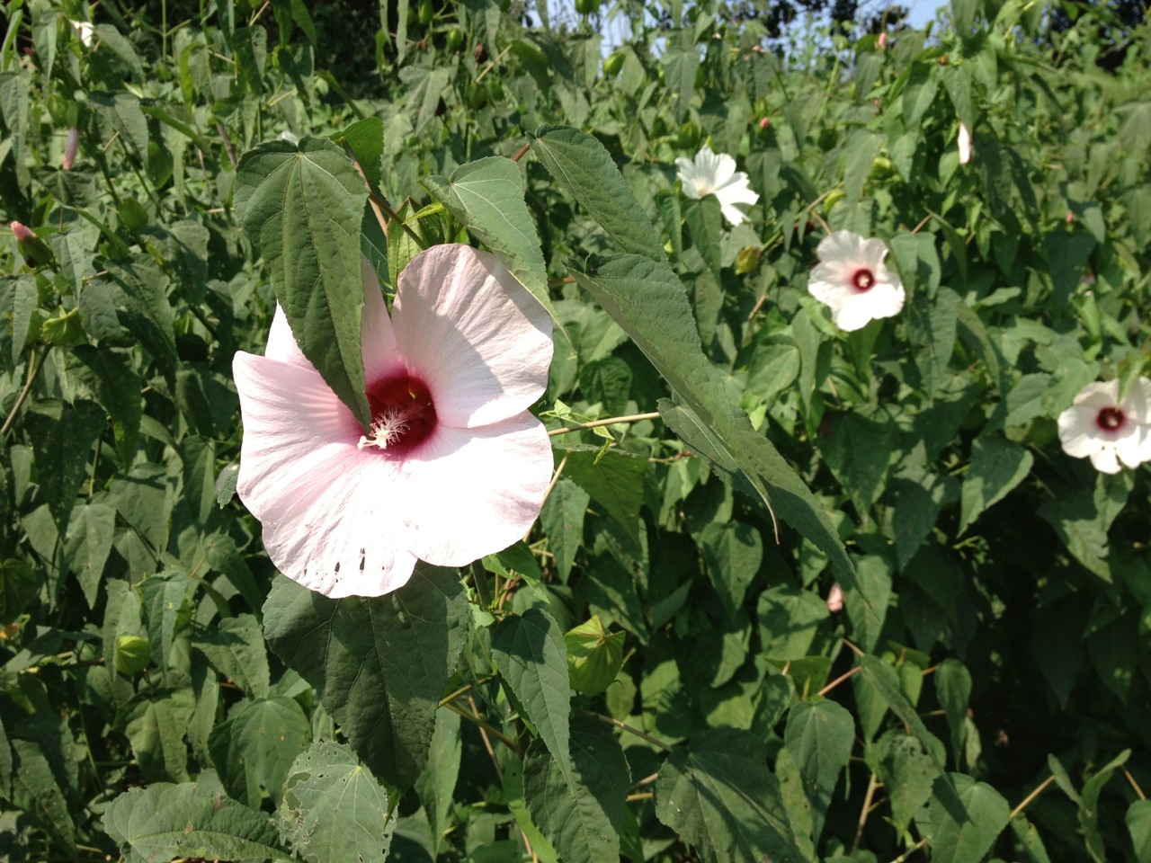 mint patches, flowers, and a picnic by the river. discovered so many wonderful and