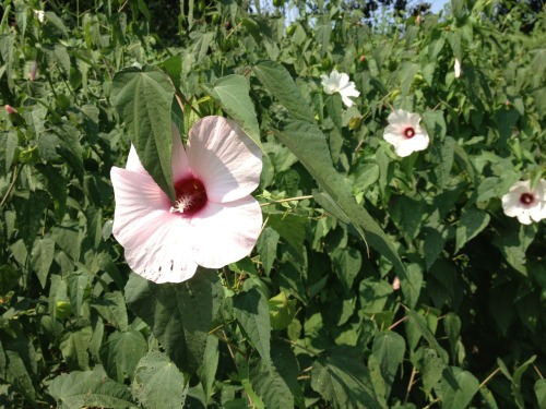 mint patches, flowers, and a picnic by the river. discovered so many wonderful and friendly spots today.