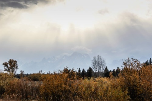 grandtetonpark:Do you need some Autumn Splendor?I headed for the Tetons this past weekend, looking f