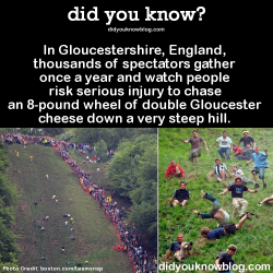 did-you-kno:    Cheese Rolling at Cooper’s Hill, a centuries-old competition, is taken very seriously by those involved. The winner of the 2014 competition says he is very proud of himself, but doesn’t really like cheese. Source 