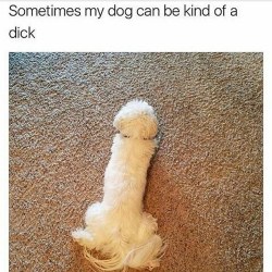 justbadpuns:  Bet it was a cockerspaniel