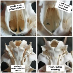 XXX prettydeadstuff:Comparisons between two roe photo