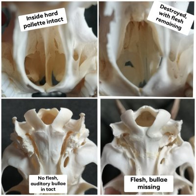 Porn Pics prettydeadstuff:Comparisons between two roe