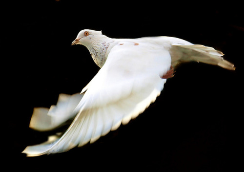 white pigeon by erfin3000 on Flickr.