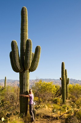 ultrafacts: Saguaros rank among the largest of any cactus or desert plant in the world, but  a saguaro’s growth is extremely slow. After 15 years, the saguaro may be         barely a foot tall. At about 30 years saguaros begin to flower and produce
