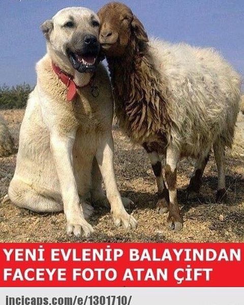 YENI EVLENIP...