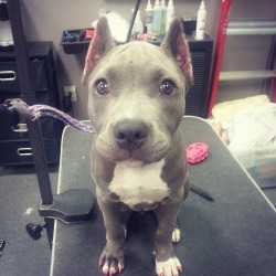 irontemple:  handsomedogs:  This is my American Pit Bull Terrier puppy, Ziva, at 3 months old. She loves getting her nails painted at my work!   Oh god what a beauty