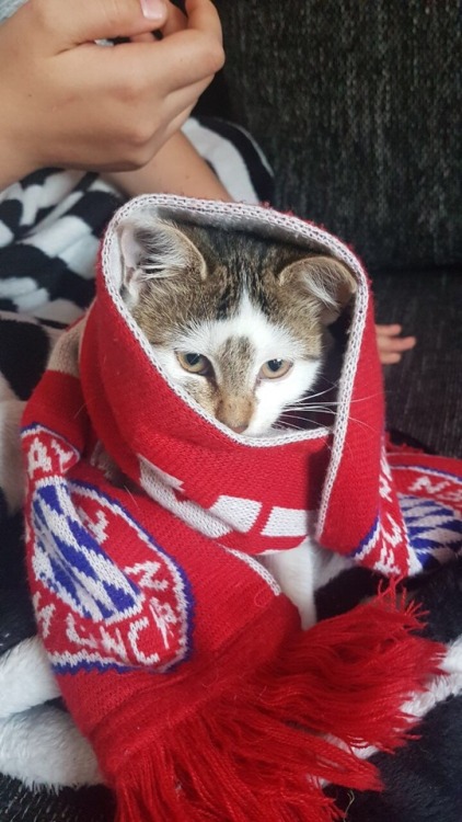 jokimmichsmom: Please take a look at this cute little bayern purrito?!