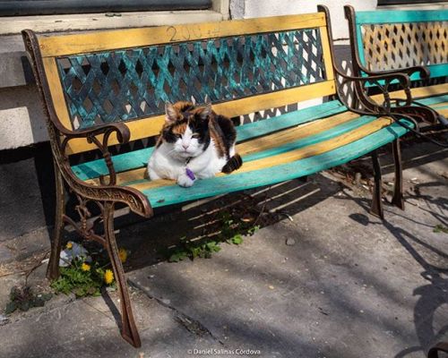 One of my favorite cats in Leiden, enjoying the spring sun outside of her home. By Daniel Salinas C&