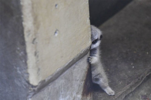 Japanese Photographer Captures A Shy-At-First Baby Meerkat And Its Family In 23 Pics