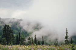 5rsd:  mist and meadows and mt. rainier by