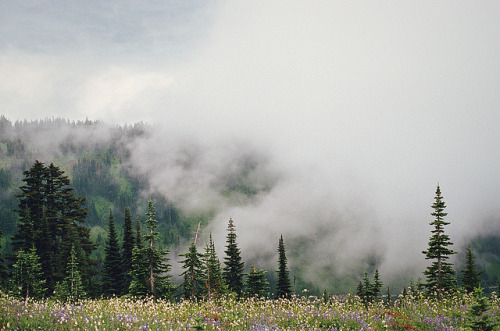 5rsd:mist and meadows and mt. rainier by manyfires on Flickr.