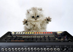 acidmoustache:  Kitty loves 808 