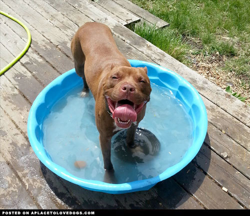aplacetolovedogs:  Happy dog Oliver and his pet rock enjoy some pool time! Have you