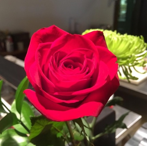 Rose over sushi bar. #ikibana #rose #flowers #nofilter (at Ginko Japanese restaurant)