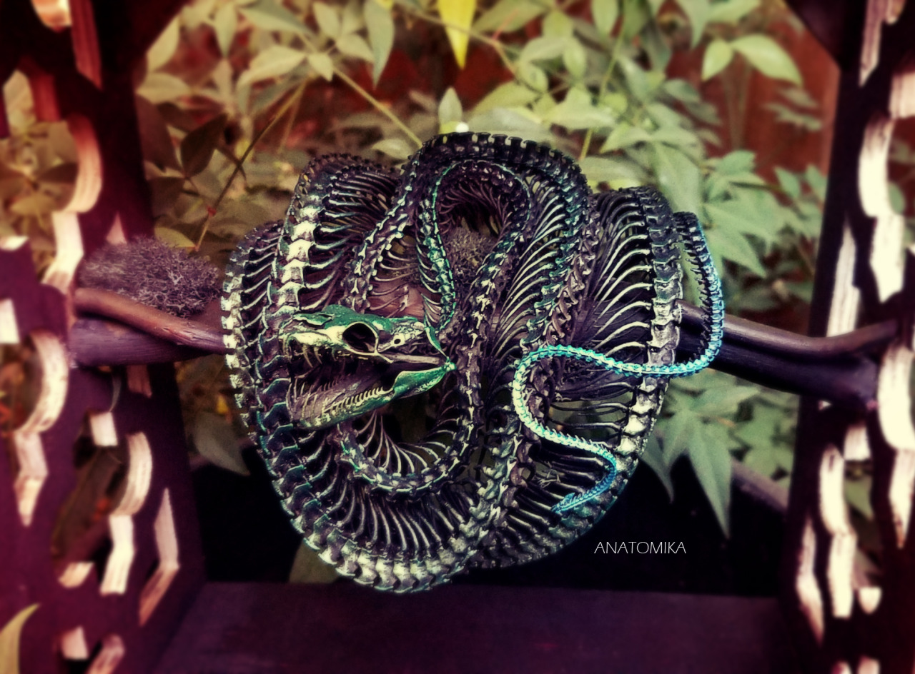 anatomica-preservation:    A Green Tree Python skeleton prepared for his owner.  