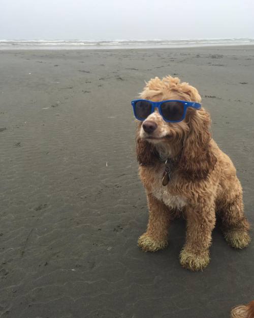 awwww-cute:  He thinks he’s pretty cool…. (Source: http://ift.tt/2aTsaJT)