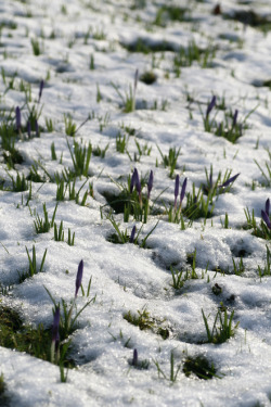 gardenofgod:Photography: Crocuses In The Snow, by Gillian Law.
